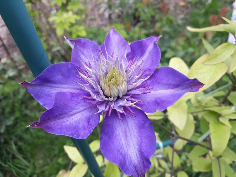  - 2019 clematis