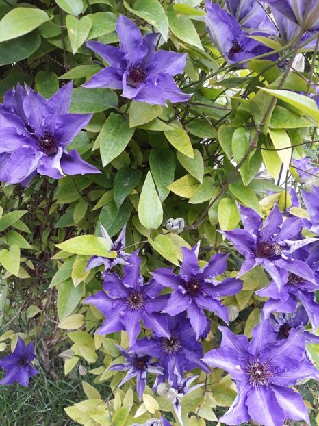  - 2019 clematis