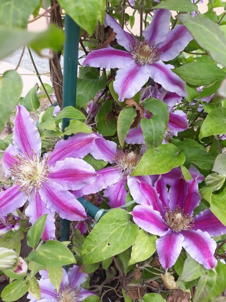  - 2019 clematis