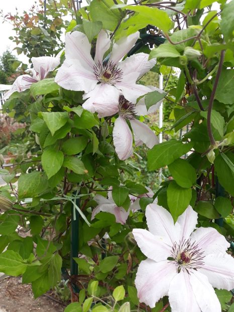  - 2019 clematis