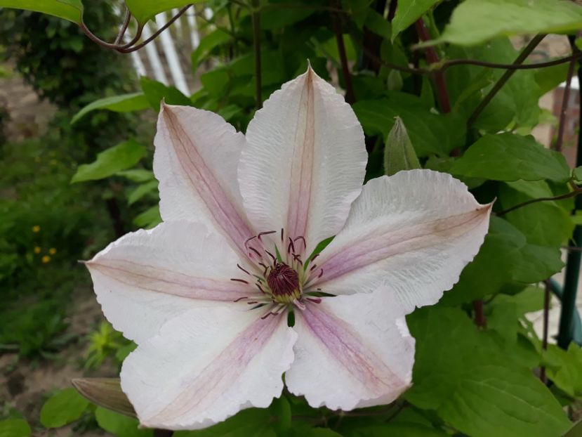  - 2019 clematis