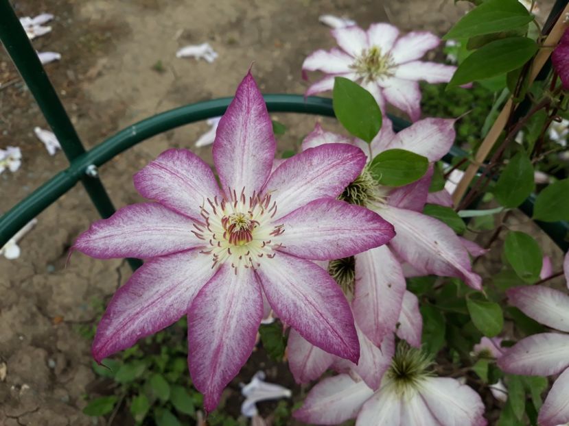  - 2019 clematis