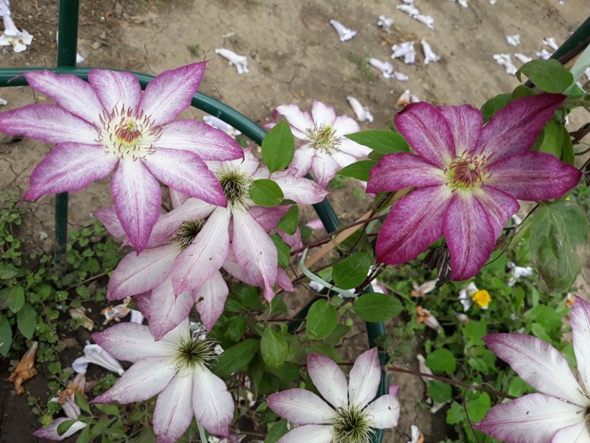  - 2019 clematis