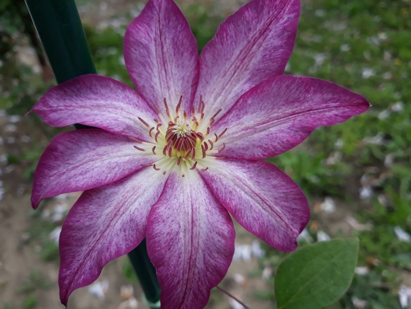  - 2019 clematis