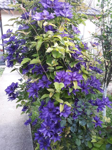  - 2019 clematis