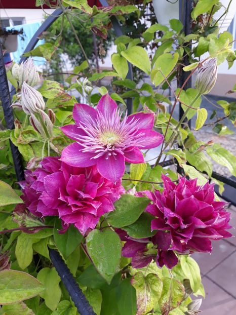  - 2019 clematis