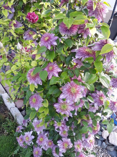  - 2019 clematis