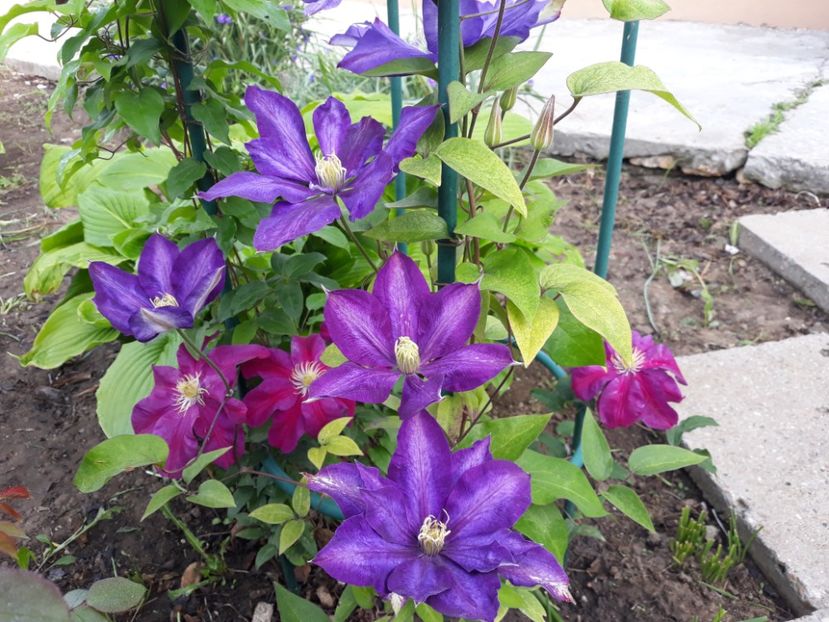  - 2019 clematis