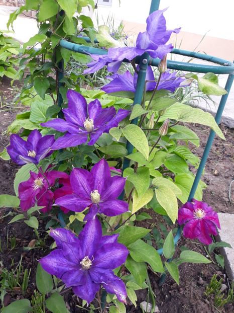  - 2019 clematis