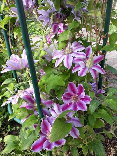  - 2019 clematis