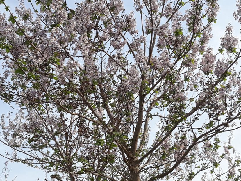 2019 - 2013 Paulownia