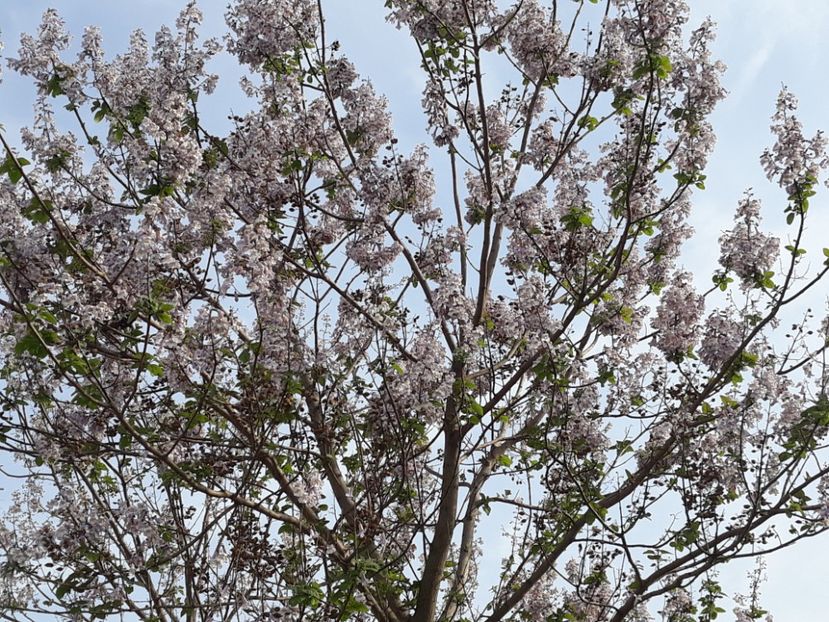 2019 - 2013 Paulownia