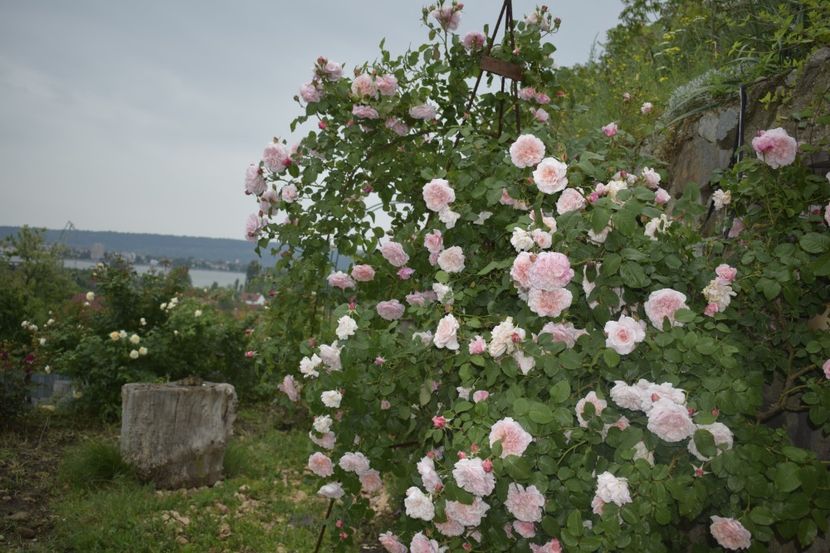 _DSC1406 - TRANDAFIRI PRIMAVARA 2019