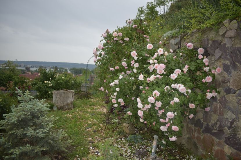 _DSC1407 - TRANDAFIRI PRIMAVARA 2019