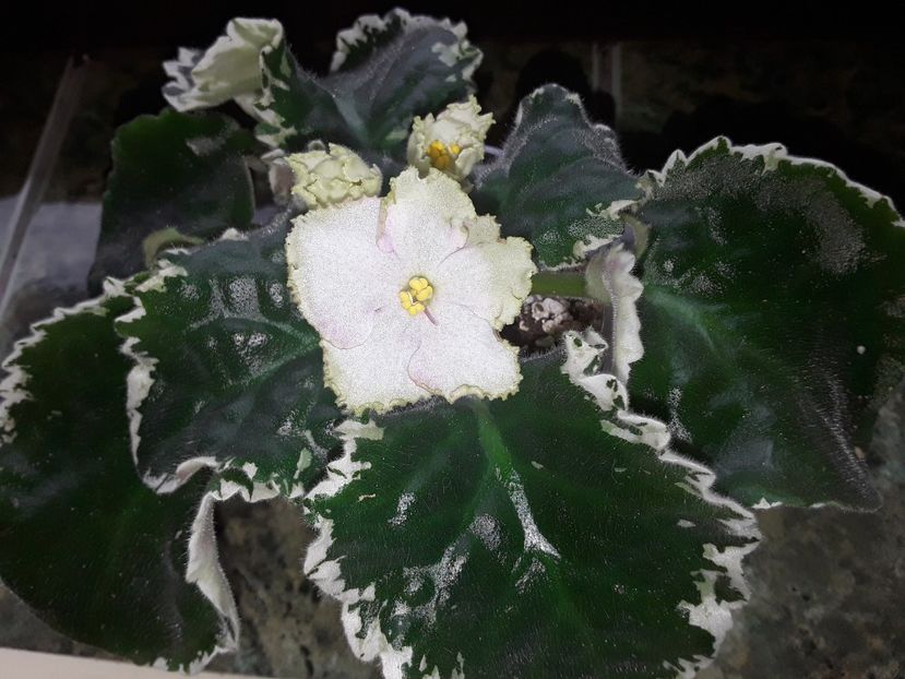  - Buckeye Irish Lace