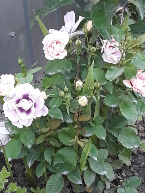  - Luna Mai in grădina mea 2019