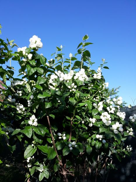  - Luna Mai in grădina mea 2019