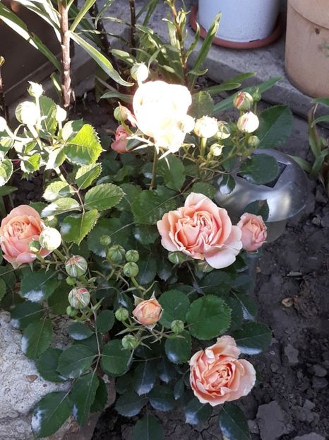  - Luna Mai in grădina mea 2019