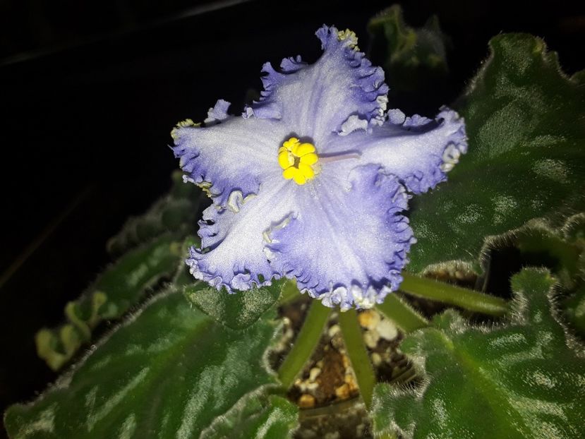  - Reigning Beauty sport