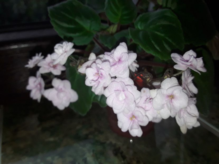  - Rob s Vanilla Trail