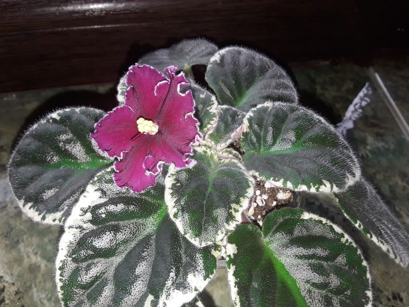  - Violete de colecție cand nu poti sa te oprești 2018aprilie