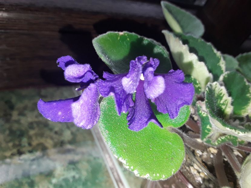  - Violete de colecție cand nu poti sa te oprești 2018aprilie