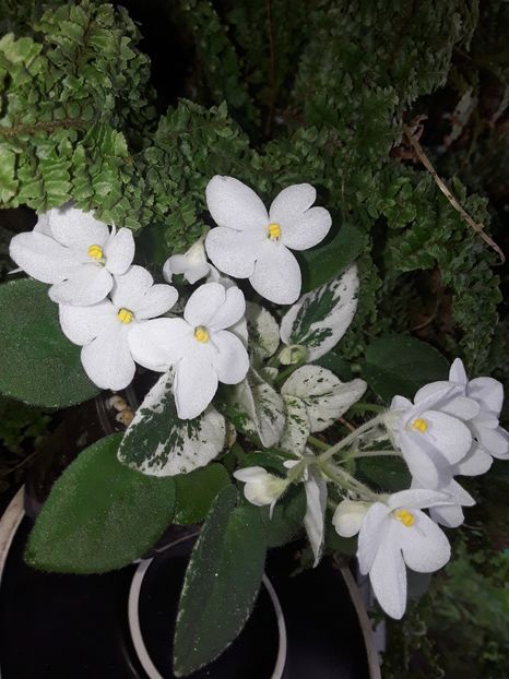 Alan s Fallen Angels - Violete de colecție cand nu poti sa te oprești 2018aprilie