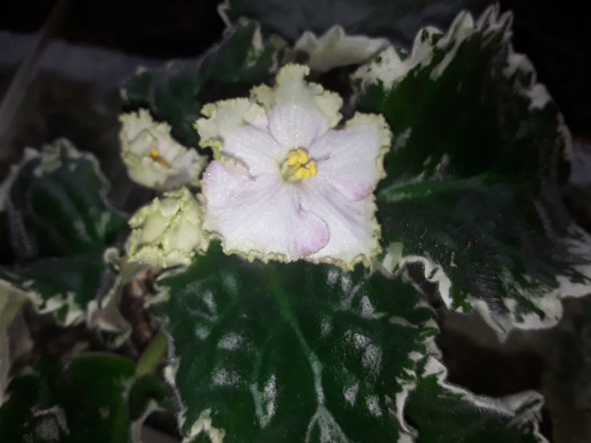  - Violete de colecție cand nu poti sa te oprești 2018aprilie