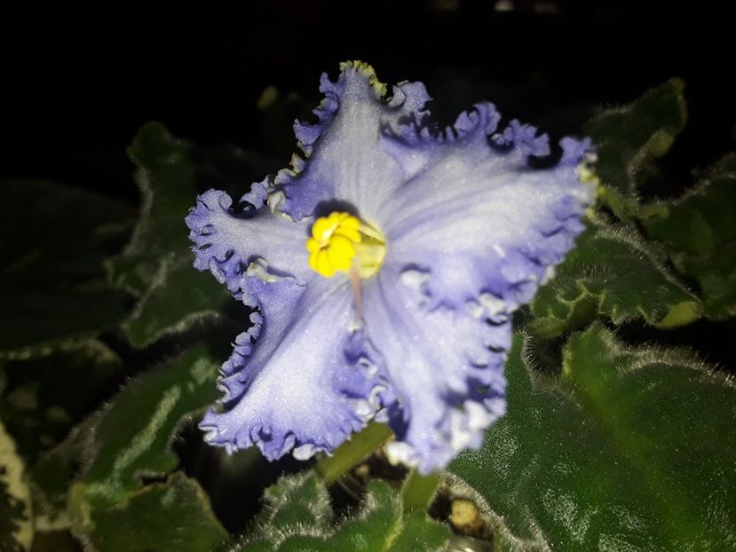  - Violete de colecție cand nu poti sa te oprești 2018aprilie