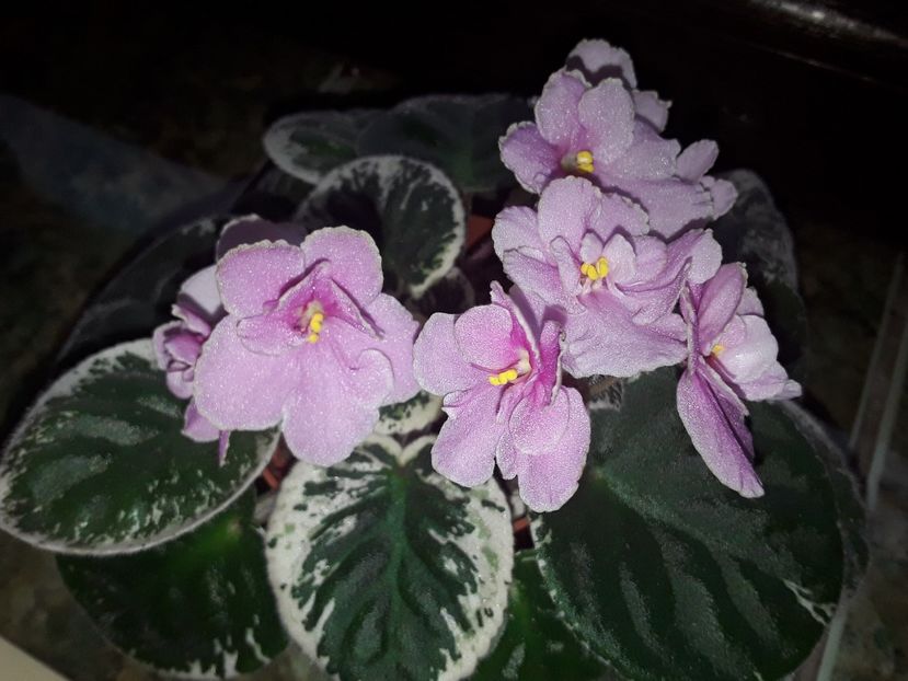 Ma S Second Throught - Violete de colecție cand nu poti sa te oprești 2018aprilie