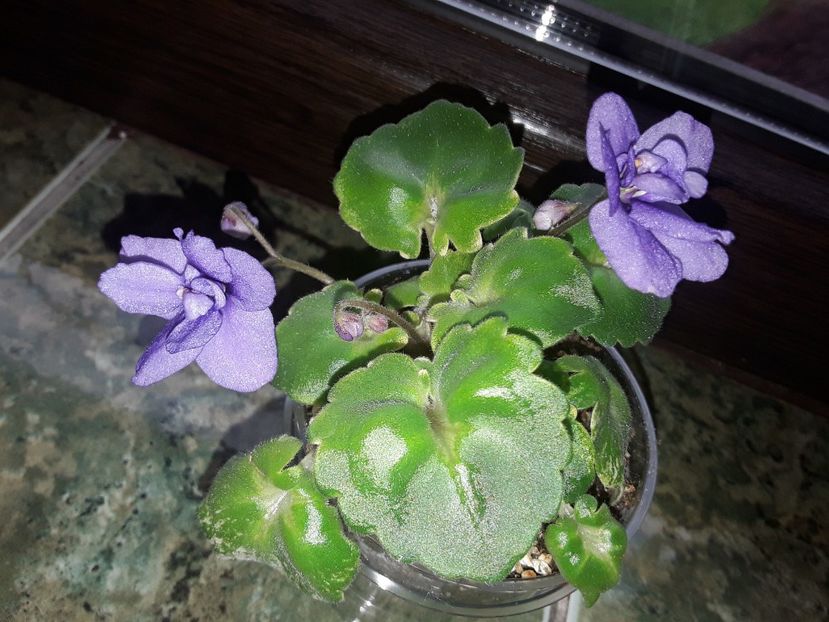 Ramblin Lassie - Violete de colecție cand nu poti sa te oprești 2018aprilie