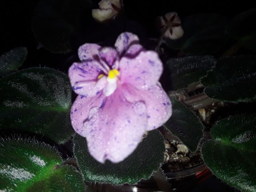 Rob s Dust Storm - Violete de colecție cand nu poti sa te oprești 2018aprilie