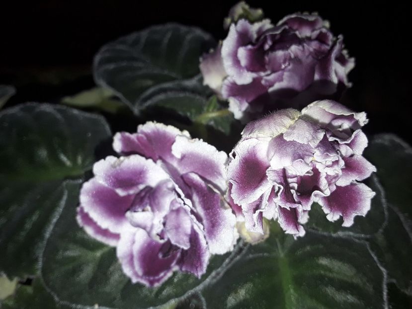 RS Duchess - Violete de colecție cand nu poti sa te oprești 2018aprilie
