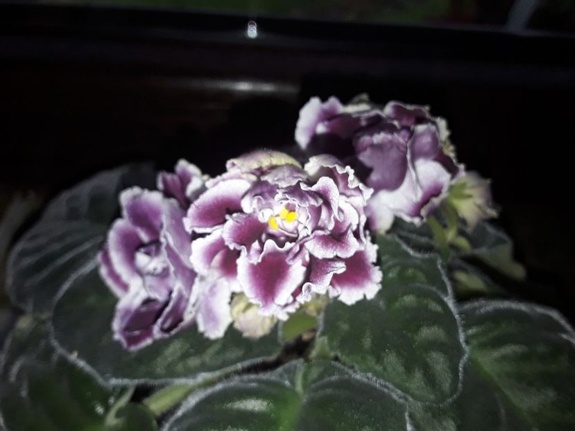 RS Duchess - Violete de colecție cand nu poti sa te oprești 2018aprilie