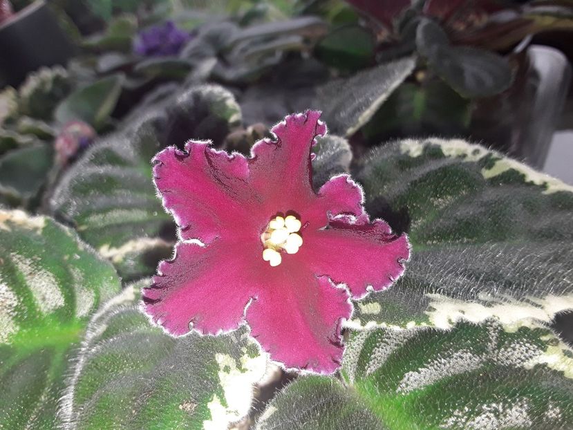 Raspberry Rampage - Violete de colecție cand nu poti sa te oprești 2018aprilie