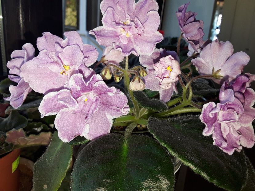 RS Modern Waltz - Violete de colecție cand nu poti sa te oprești 2018aprilie