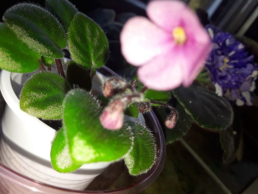 Flasy Trail - Violete de colecție cand nu poti sa te oprești 2018aprilie