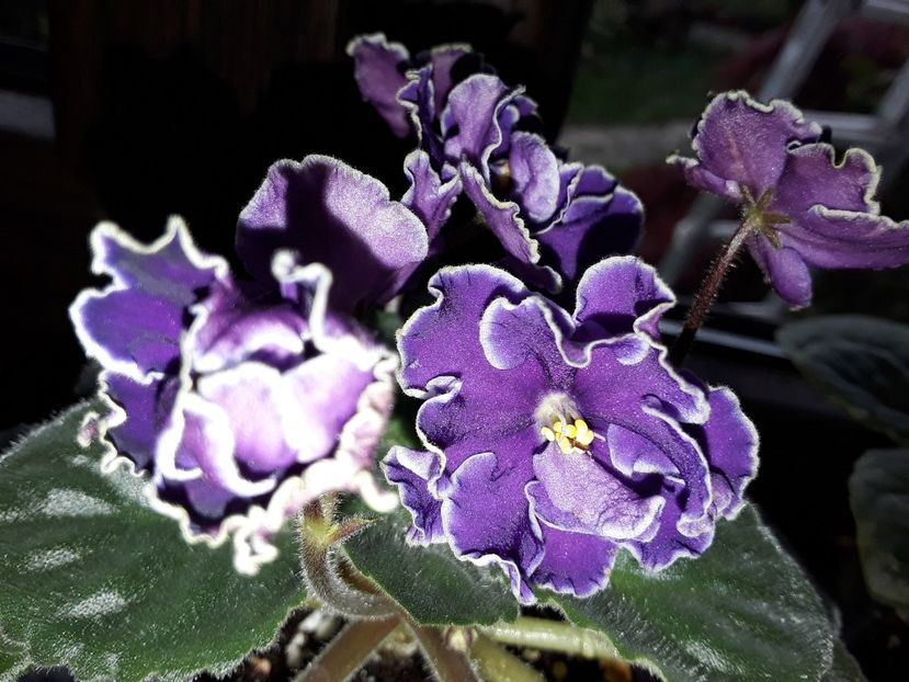 LE Fandango - Violete de colecție cand nu poti sa te oprești 2018aprilie