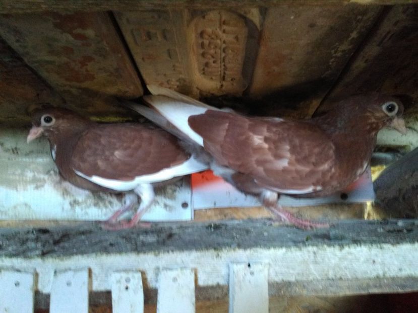  - PUISORI JUCATORI 2019