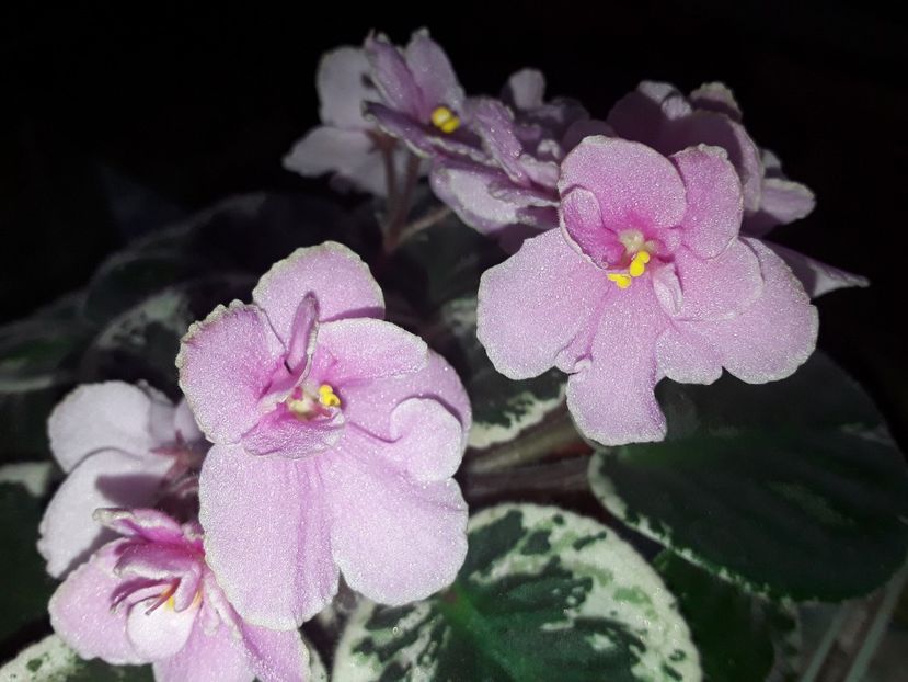  - AA Violetbarn