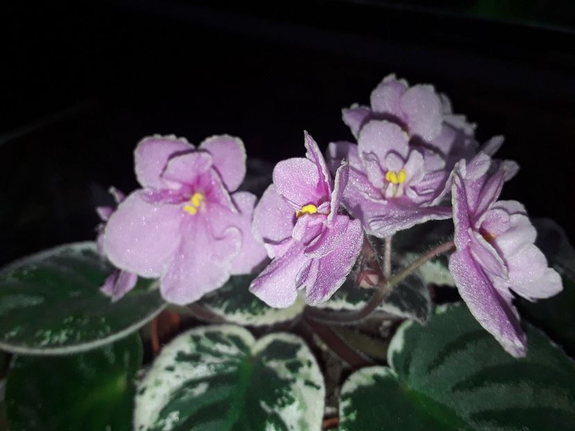 Ma s Secound Thought - AA Violetbarn
