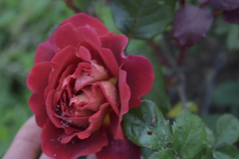 _DSC1463 - TRANDAFIRI PRIMAVARA 2019