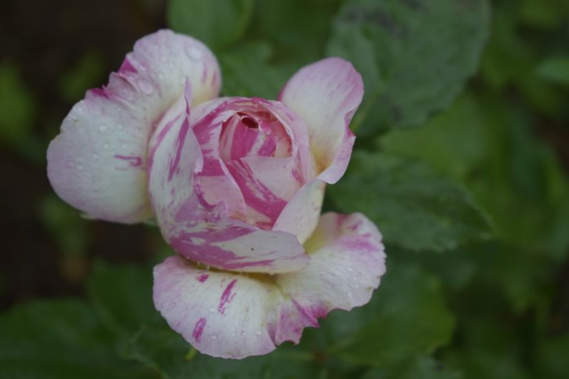 _DSC1466 - TRANDAFIRI PRIMAVARA 2019