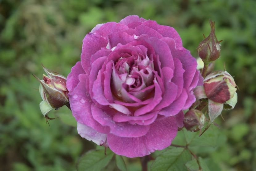 _DSC1467 - TRANDAFIRI PRIMAVARA 2019