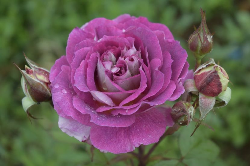 _DSC1469 - TRANDAFIRI PRIMAVARA 2019