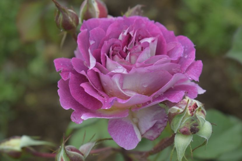 _DSC1470 - TRANDAFIRI PRIMAVARA 2019