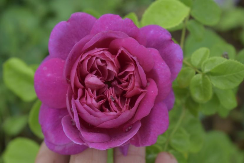 _DSC1473 - TRANDAFIRI PRIMAVARA 2019