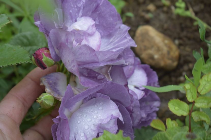 _DSC1475 - TRANDAFIRI PRIMAVARA 2019