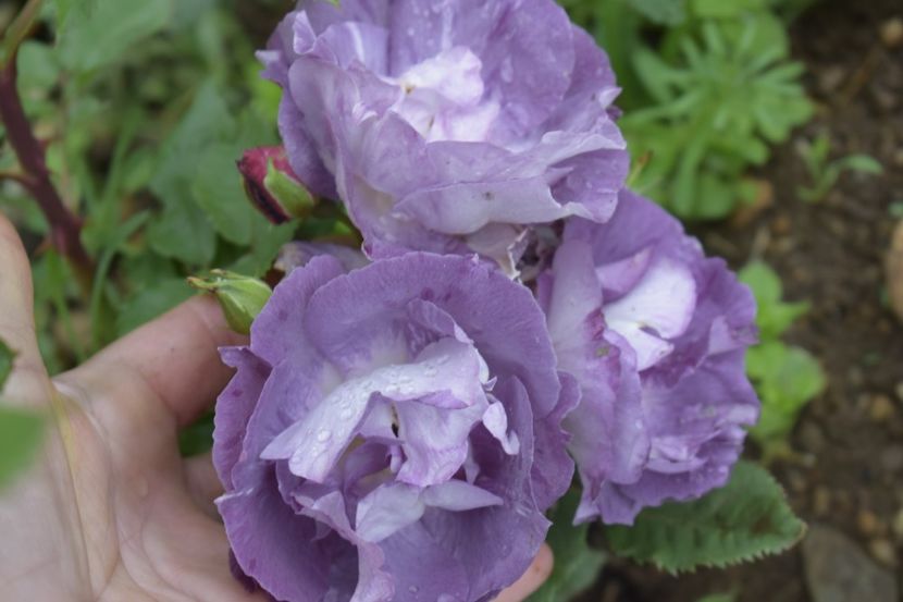 _DSC1477 - TRANDAFIRI PRIMAVARA 2019