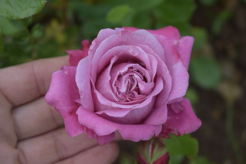 _DSC1478 - TRANDAFIRI PRIMAVARA 2019